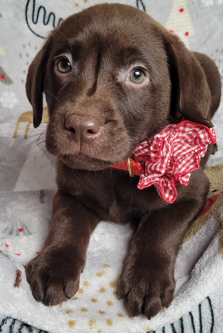 Puppy on Holiday