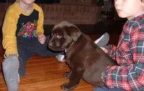 Lab retriever with parasites