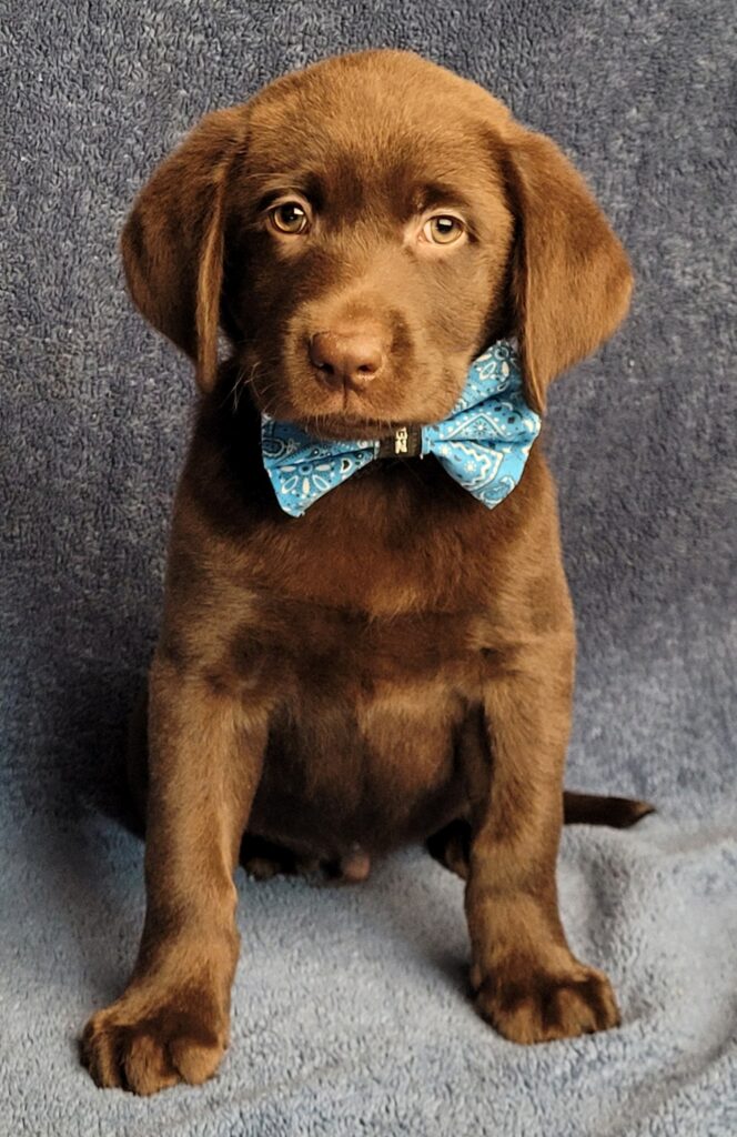 lab puppy