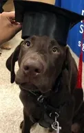 Labrador Retriever Wearing a Graduation Cap