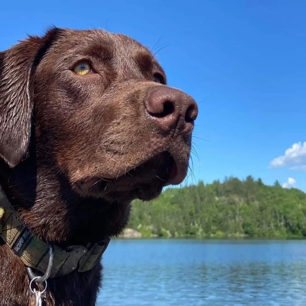 Labrador Retriever breed dog by a lake