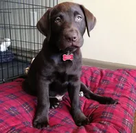 Lab Puppy Sitting on a Red Pillow