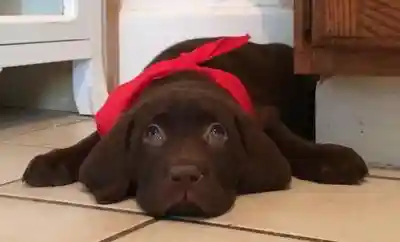 Chocolate Labrador Puppy With a Red Scarf