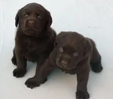 Chocolate Lab Puppies