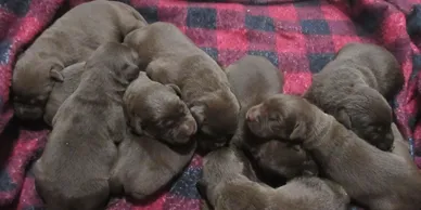 Chocolate Lab Puppies from a Labrador Retriever Breeder