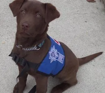 Black lab therapy store dog