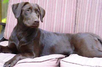 Chocolate Lab without smart collar