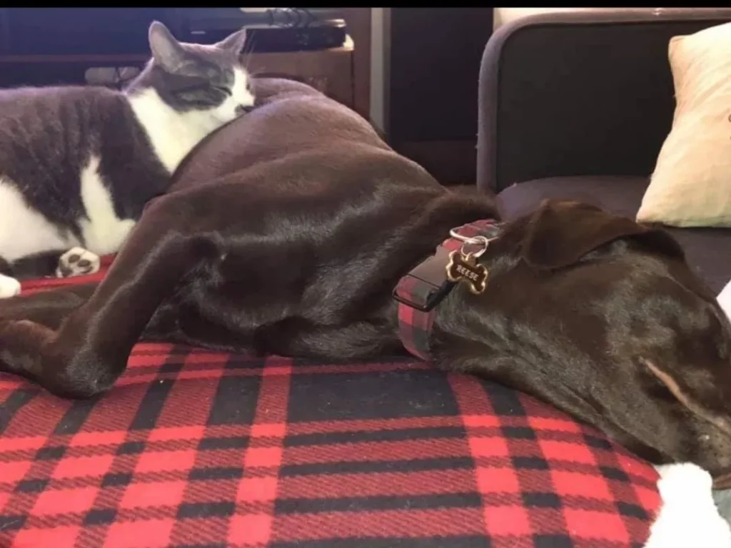 Chocolate Lab Sleeping With a Black and White Cat