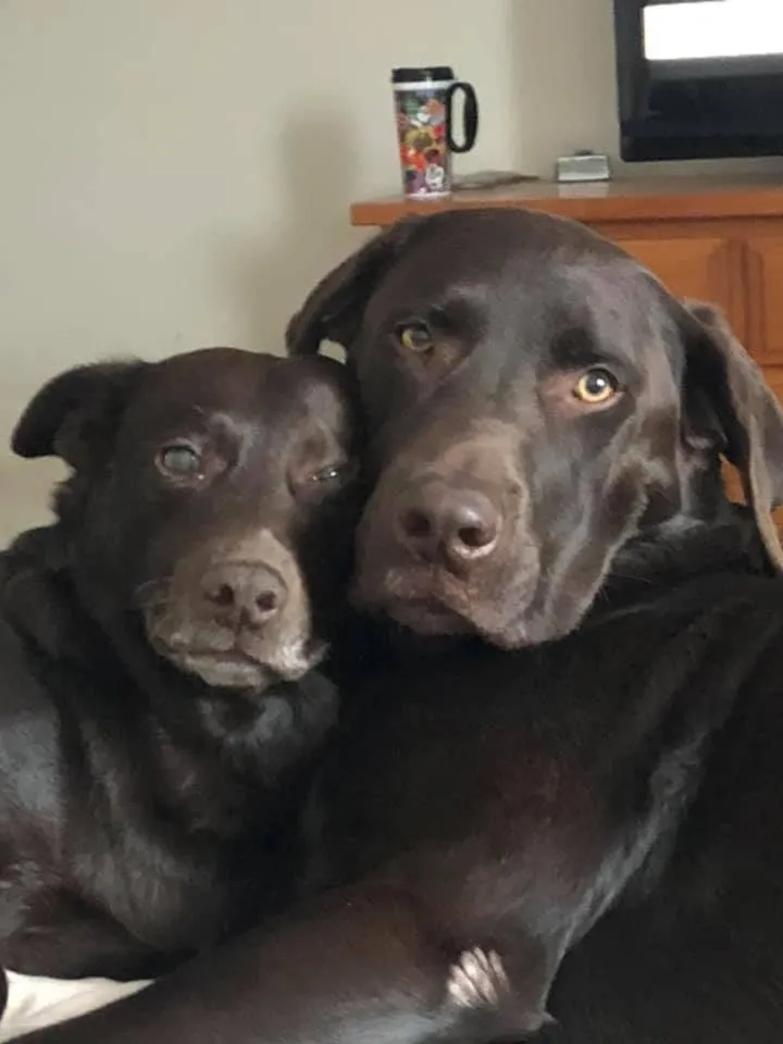 2 Chocolate Labs snuggling together
