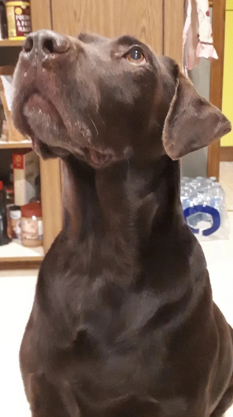 Chocolate Labrador Looking Up