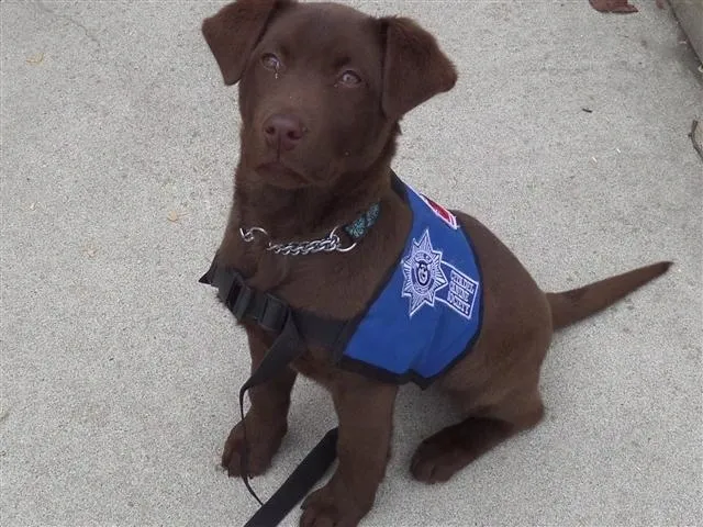 Emotional Support dog, choolate lab