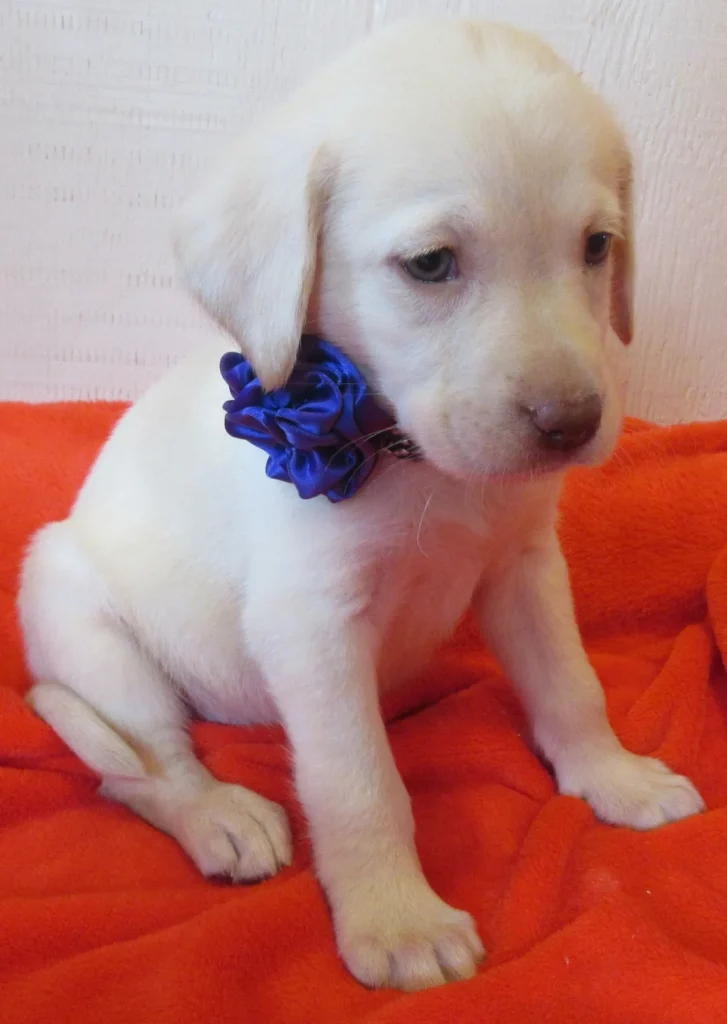 White Lab Puppy with a Blue Flower