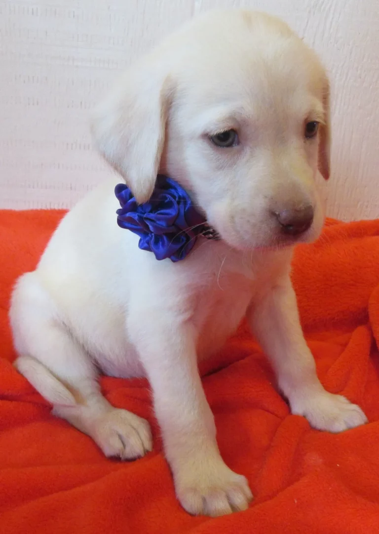 White Lab Puppy with a Blue Flower