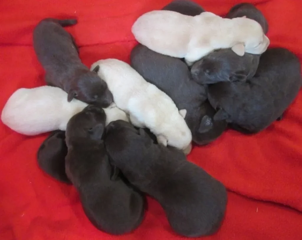 Chocolate and Yellow Lab Puppies piled up