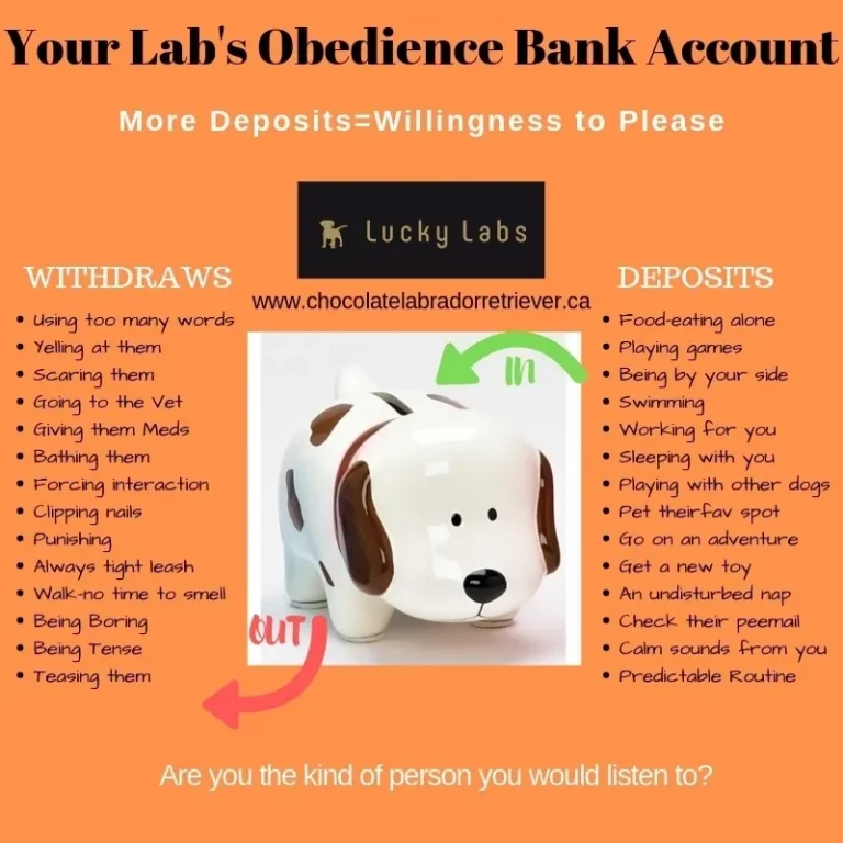 Lab puppy training infographic
