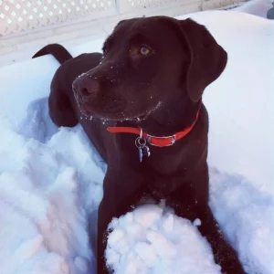 Chocolate Lab puppy in the snow