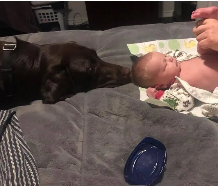 Labrador Retriever Protecting a New Born Baby