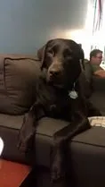 Retriever on a Couch