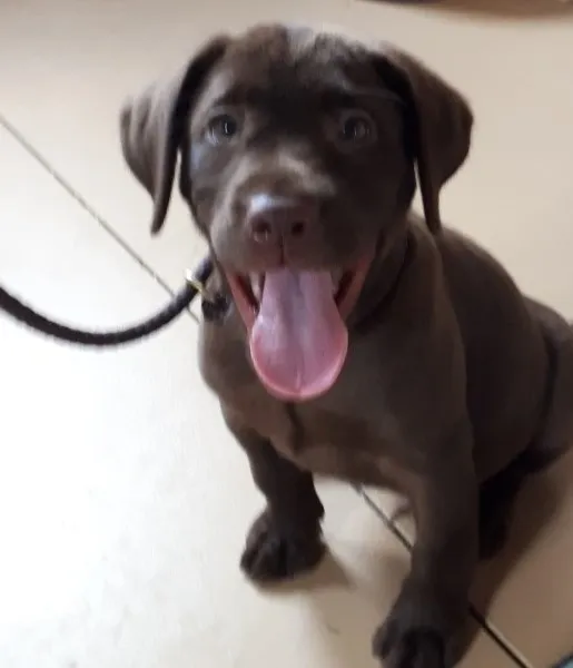 Chocolate Lab Puppy Labrador on a Leash