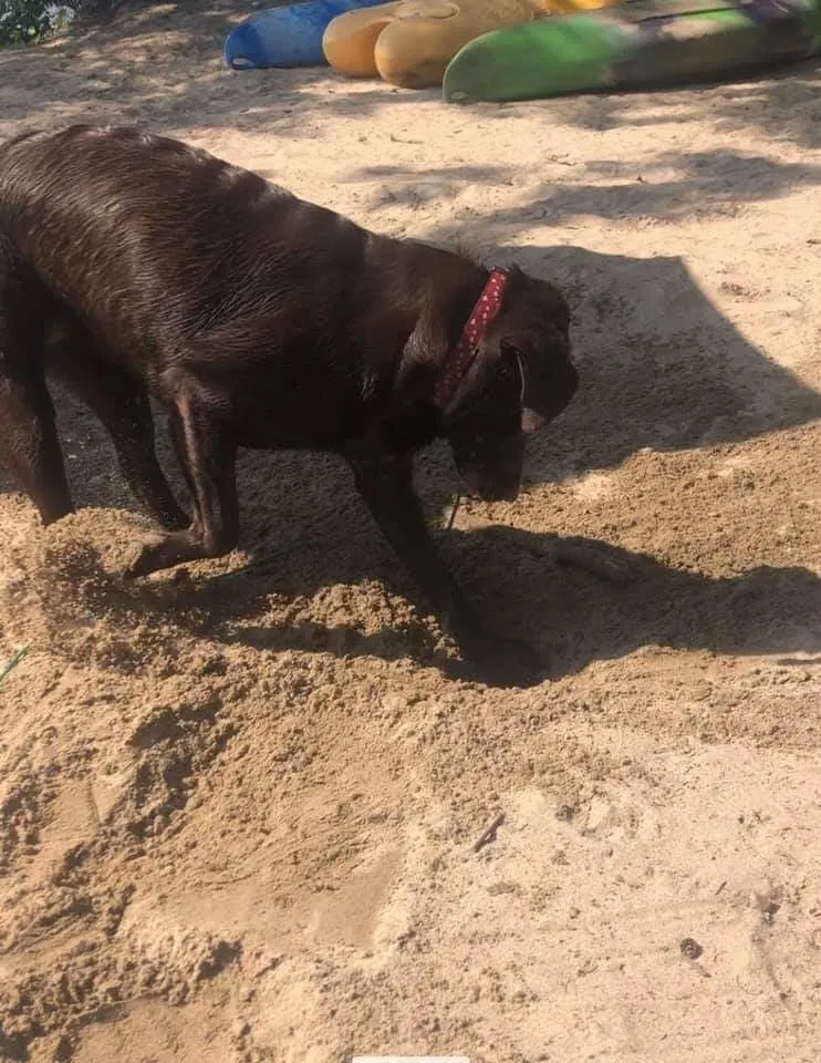 Chocolate Labrador Retriever Digging at the Sand