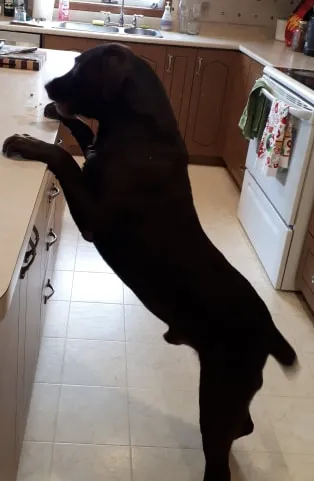 how do you get a dog to stop jumping on counters