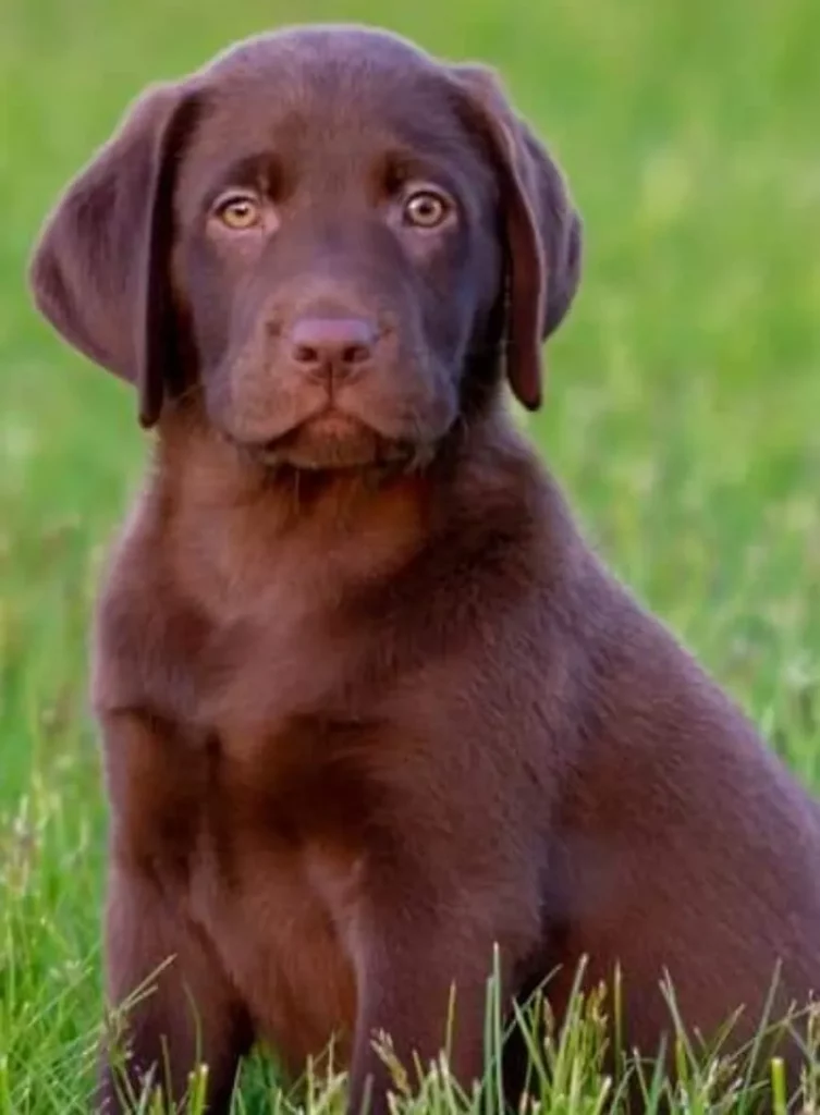 Chocolate Lab Puppy Sitting at the Grass