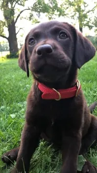 Lab Puppy With a Red Collar Sitting at the Ground