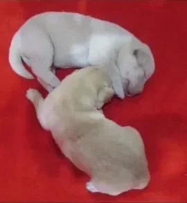 what color lab is the smartest is is these yellow lab puppies