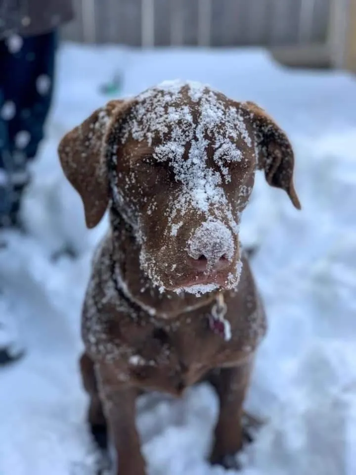 Online Puppy Training: The Key to a Well-Behaved Pet