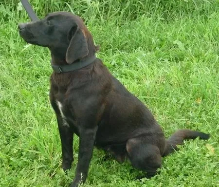 Black Labrador Retriever