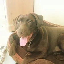 Chocolate lab lying in dog bed