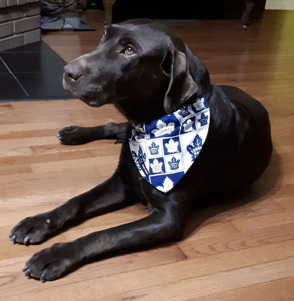 Chocolate Lab lying on the floor
