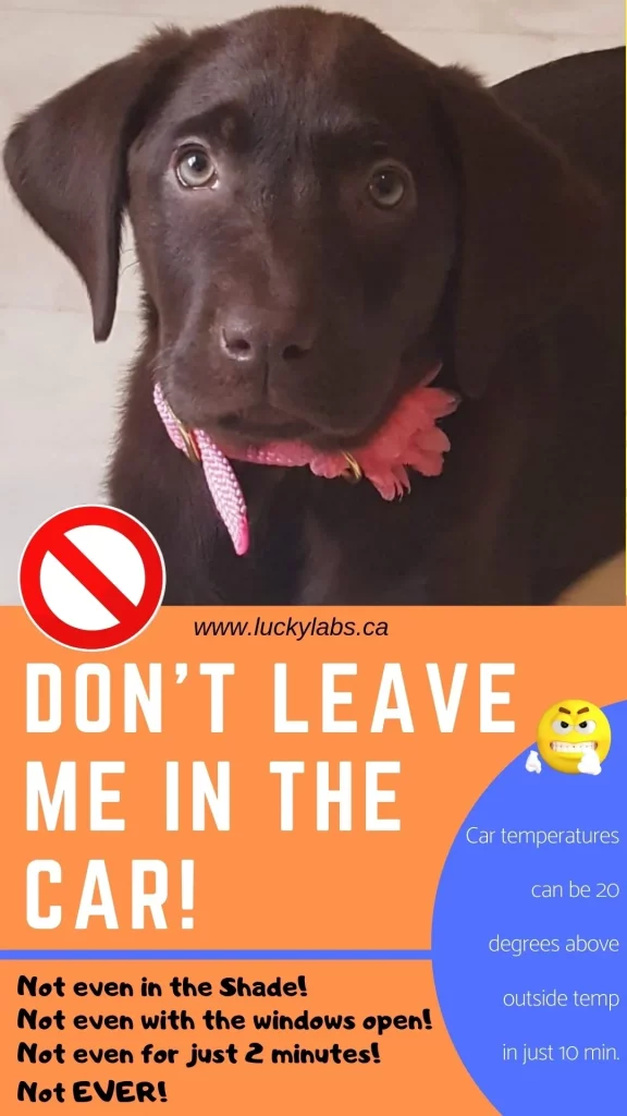 Lab Puppy saying Don’t Leave Me in the Car!