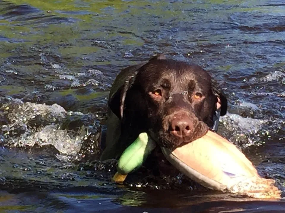 Lab retrieving a duck