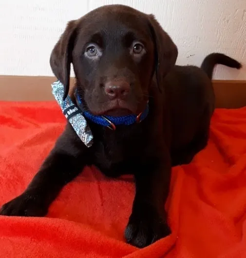 cute chocolate lab puppy