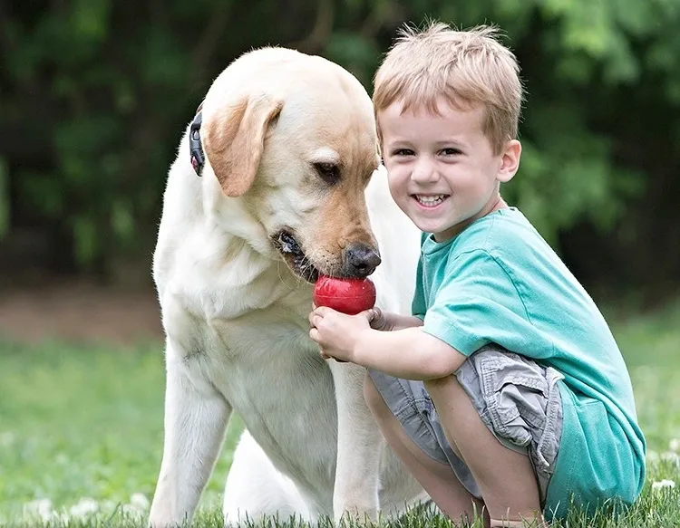 Combatting Labrador Obesity How to Help Your Dog Lose Weight