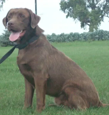 Brown Coat Lab Dog Sitting at the Ground