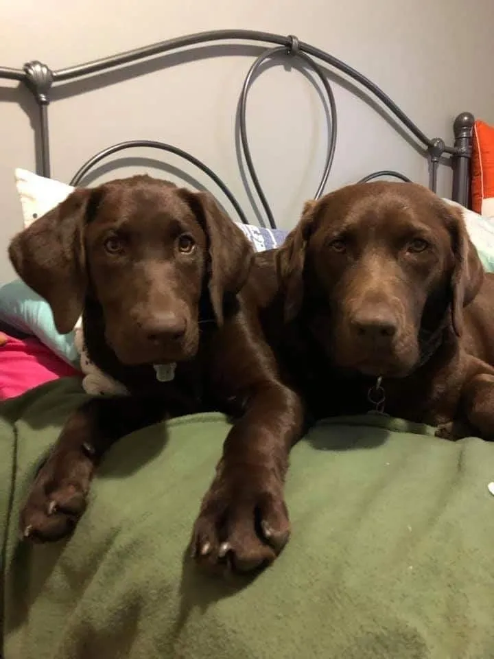 Lab puppies on a bed