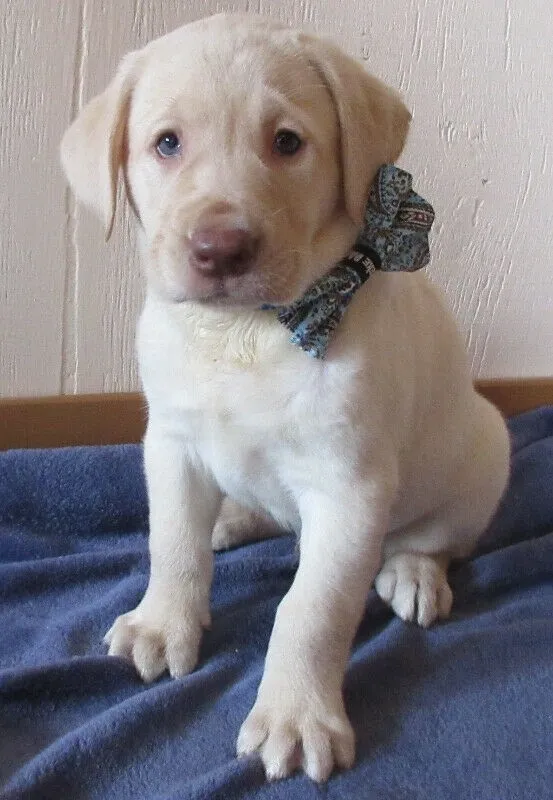 Cream Coat Labrador With a Blue Bow Tie
