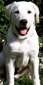 A dog who eats glucosamine and chondroitin for Labrador joint health