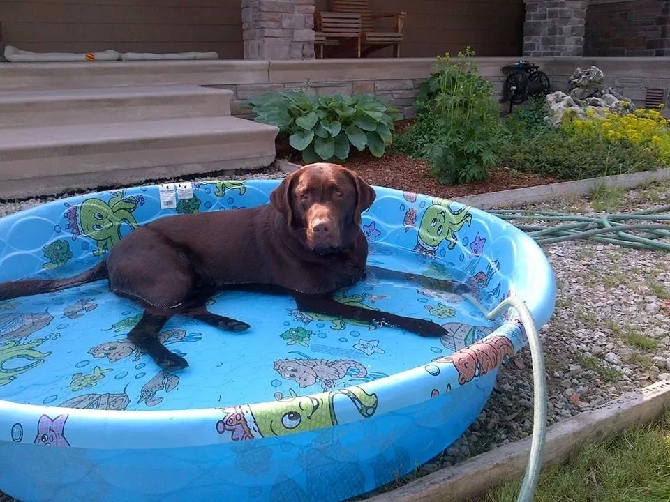 chocolate lab in a pool
