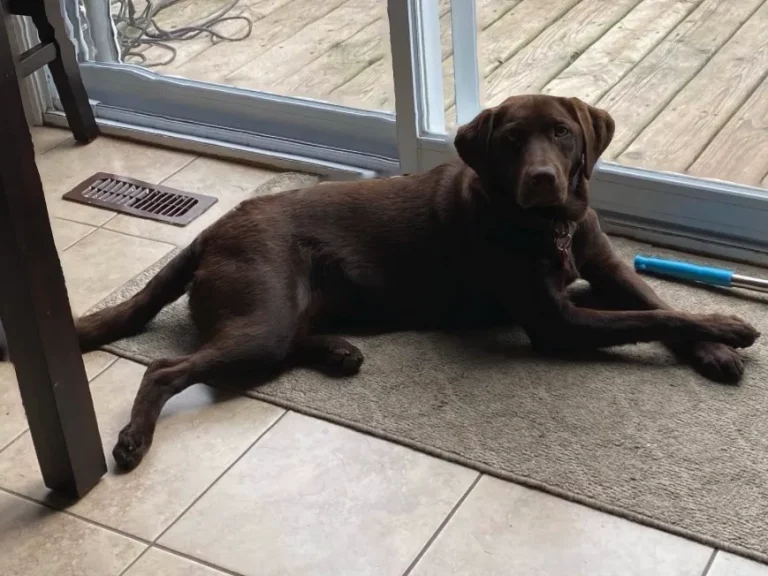 Labrador Retriever Lying Down