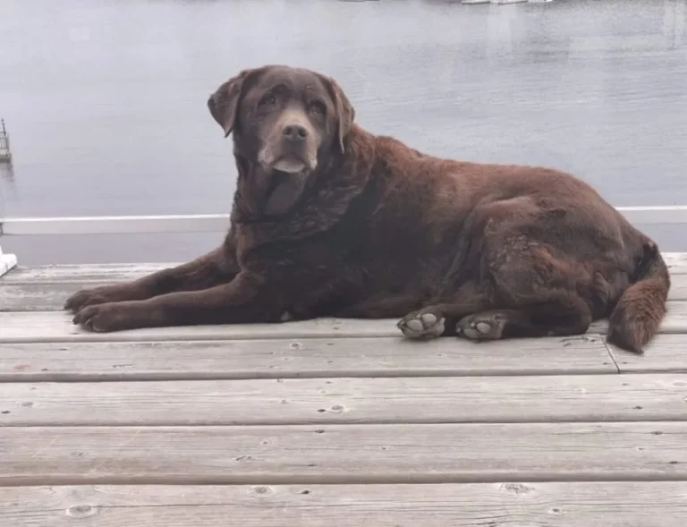 common diseased in Labrador retrievers, this old lab