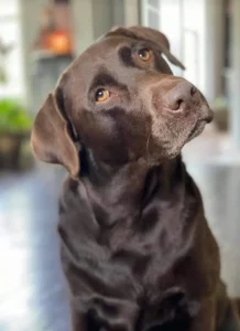 Chocolate Lab tilting head
