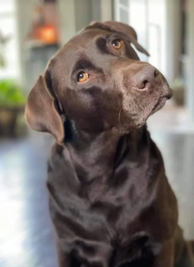 Chocolate Lab Tilting Its Head