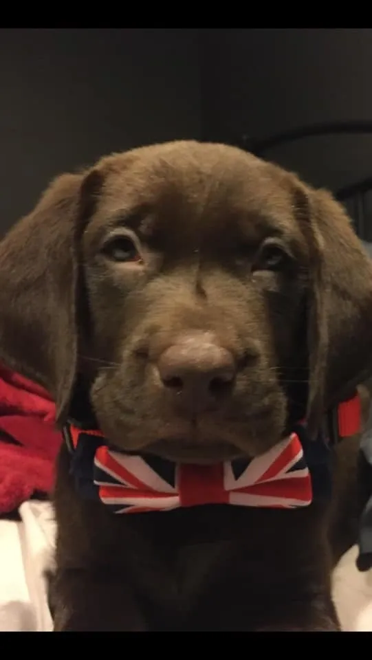 brown lab pup with bow tie