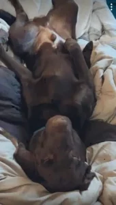 calm labrador retriever laying in bed