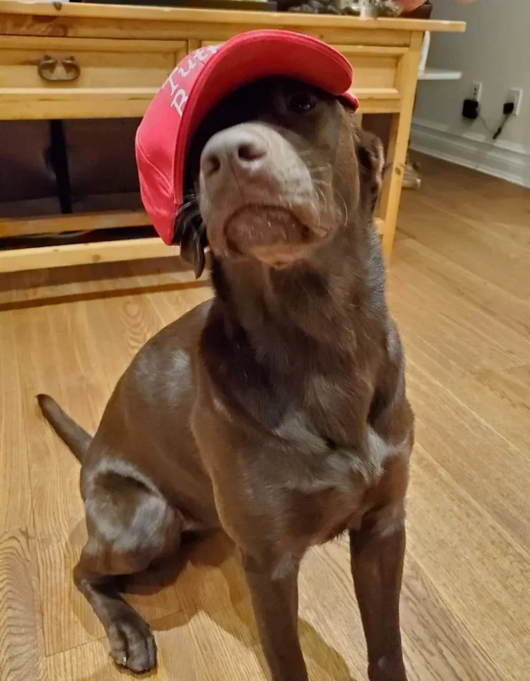 Chocolate Labrador Retriever Dog With a Red Baseball Cap