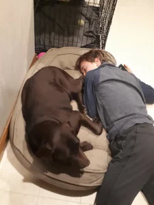 A Labrador sleeping with a boy