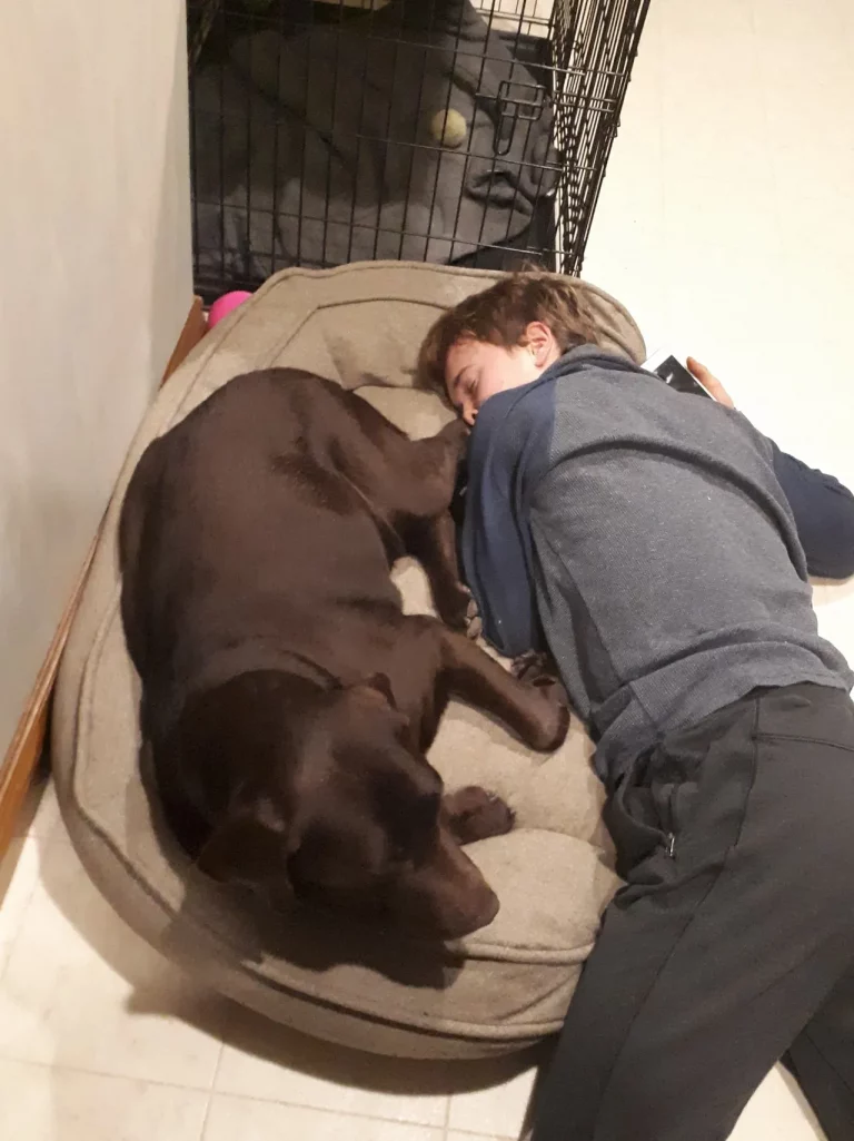 Chocolate Lab Sleeping With a Boy